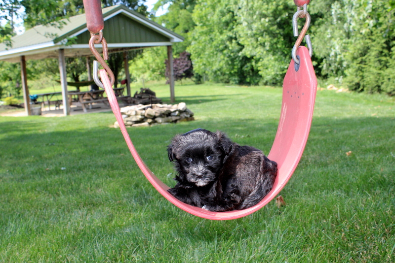 puppy, for, sale, Malsipoo, Matthew B. Stoltzfus, dog, breeder, Gap, PA, dog-breeder, puppy-for-sale, forsale, nearby, find, puppyfind, locator, puppylocator, aca